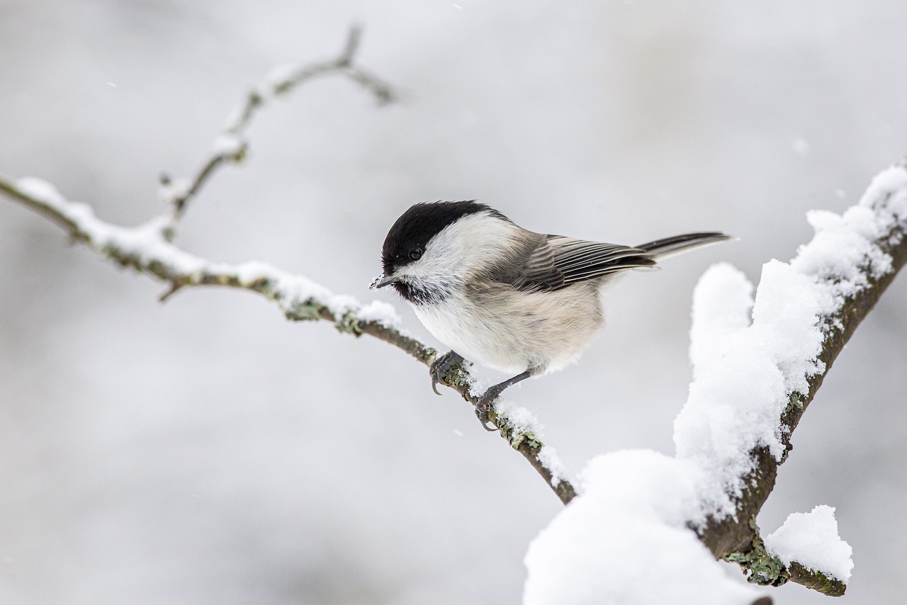 If You Love Birds, Don't Do This in Your Garden